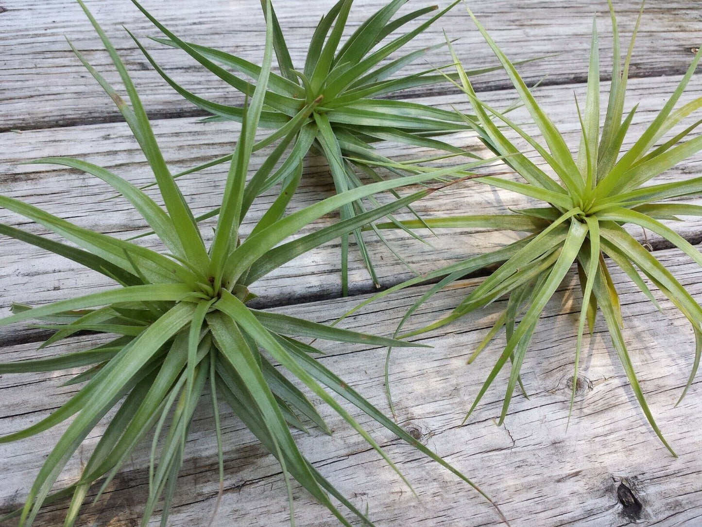 Tillandsia 10 pack of mixed types Bromeliad Tropical Plants