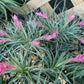 Tillandsia 10 pack of mixed types Bromeliad