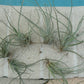 Tillandsia 10 pack of mixed types Bromeliad