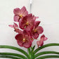 Orchid Vanda Adisak Happiness Red-Orange