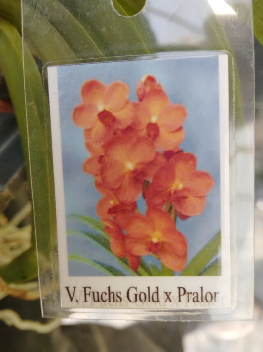 Vanda Fuchs Gold x Pralor