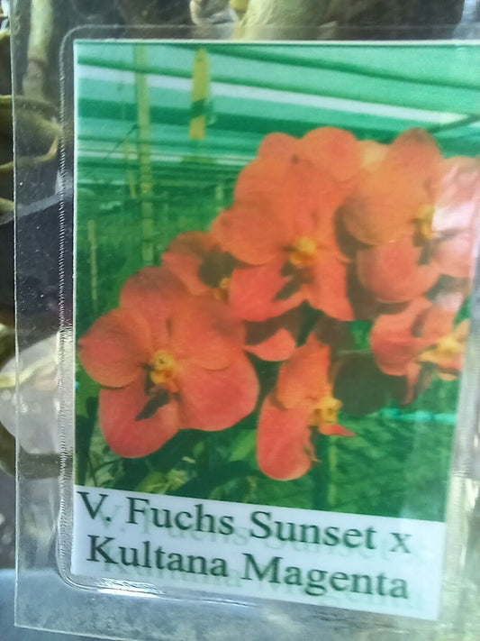 Vanda Fuchs Sunset x Kultana Magenta