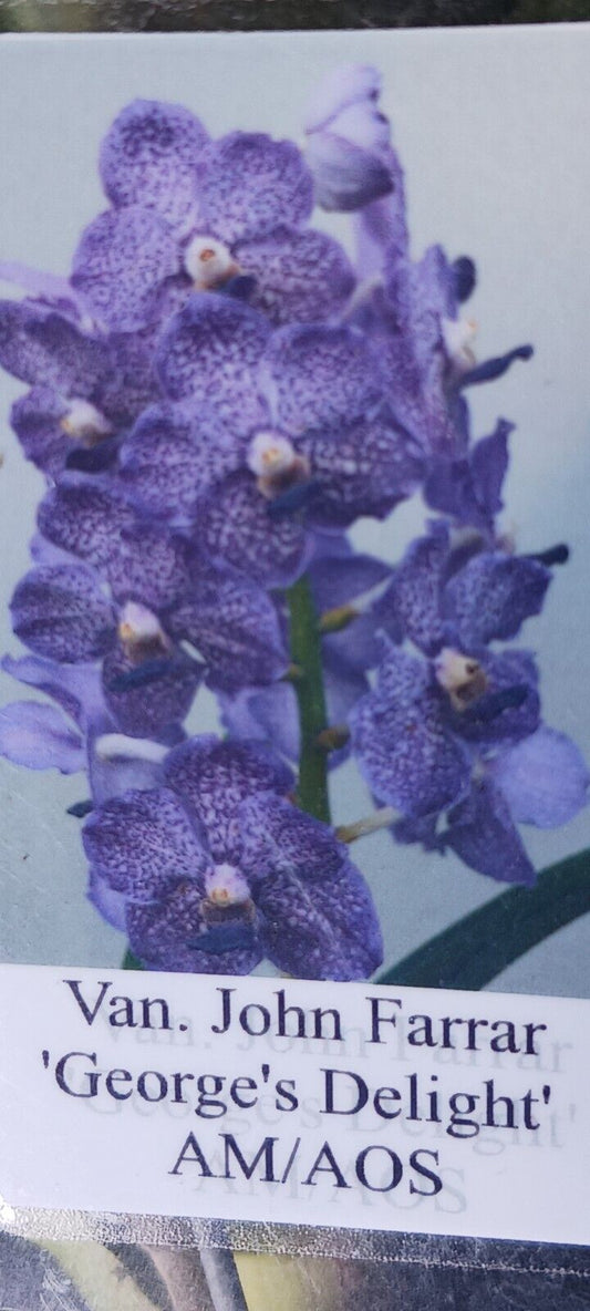 Vanda John Farrar George's Delight