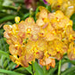 Orchid Vanda Kultana Fragrance x denisoniana
