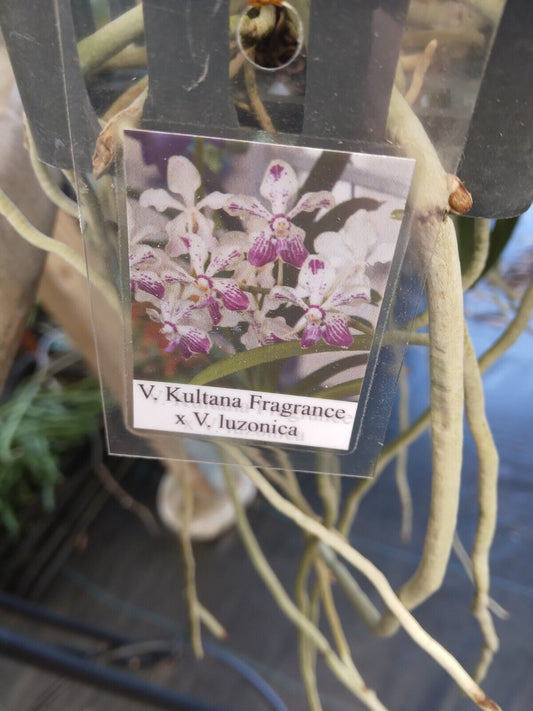 Vanda Kultana Fragrance x luzonica