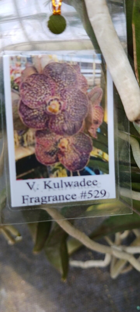 Vanda Kulwadee Fragrance 529