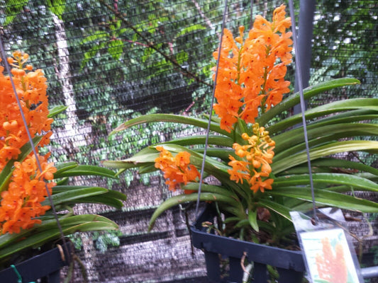 Vanda Ladda Gold