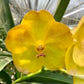 Orchid Vanda Nopporn Golden Hill No 700 Mad Happenings Tropical Hanging plants