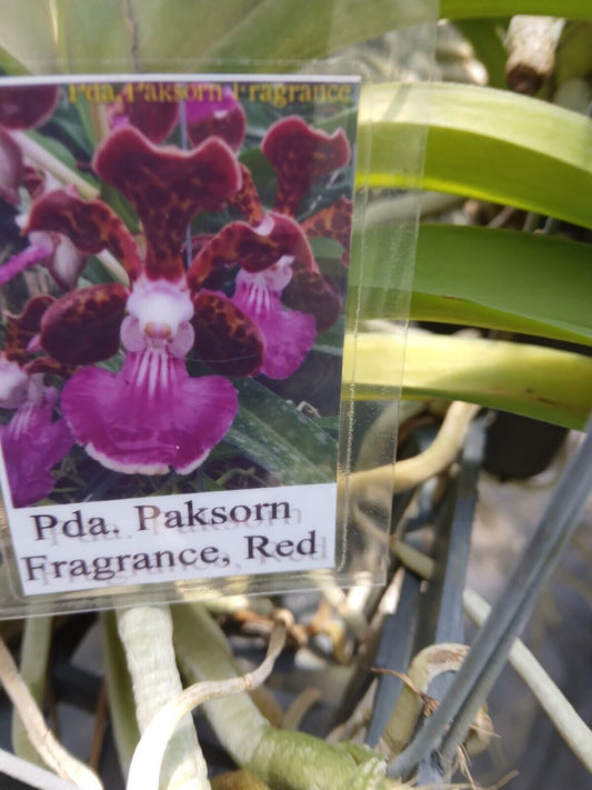 Vanda Papilionanda Paksorn Red Fragrance