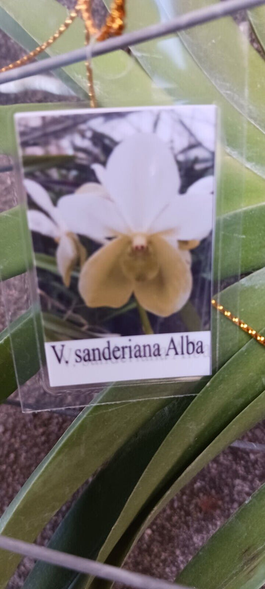 Vanda sanderiana alba