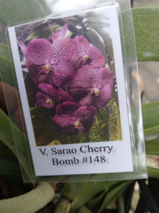 Vanda Sarao Cherry Bomb #148
