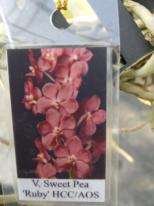 Vanda Sweet Pea 'Ruby'