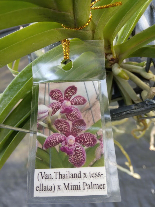 Vanda Thailand x tessellata x Mimi Palmer