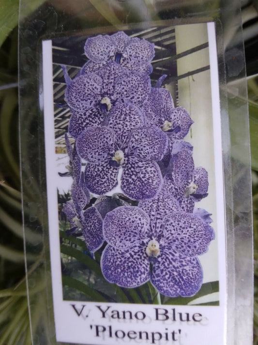 Vanda Yano Blue Ploenpit