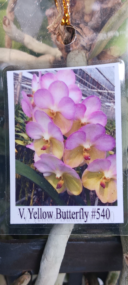 Price Rduced Vanda Yellow Butterfly Actual Plant in Spike