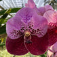 Orchid Vanda Thonglor x sanderiana Two Tone
