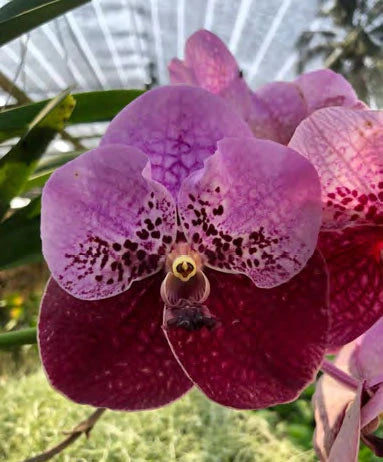 Orchid Vanda Thonglor x sanderiana Two Tone