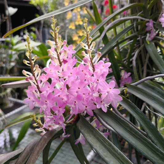 Vanda christensonia Pink
