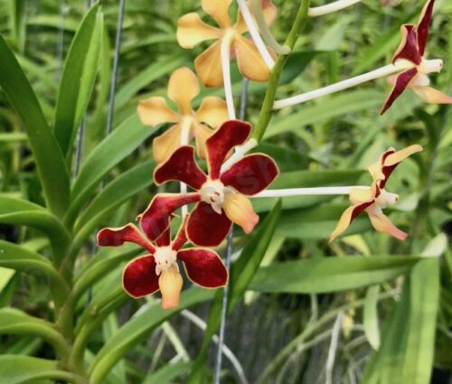 Vanda mariae Philippine species