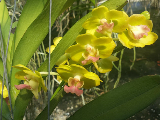 Vanda photisan fragrant
