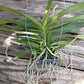 Vanda Vanda Dealer Choice One FREE with any Purchase of $50 or more