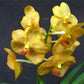 Orchid Vanda Ratchaburi Beauty