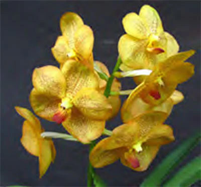 Orchid Vanda Ratchaburi Beauty