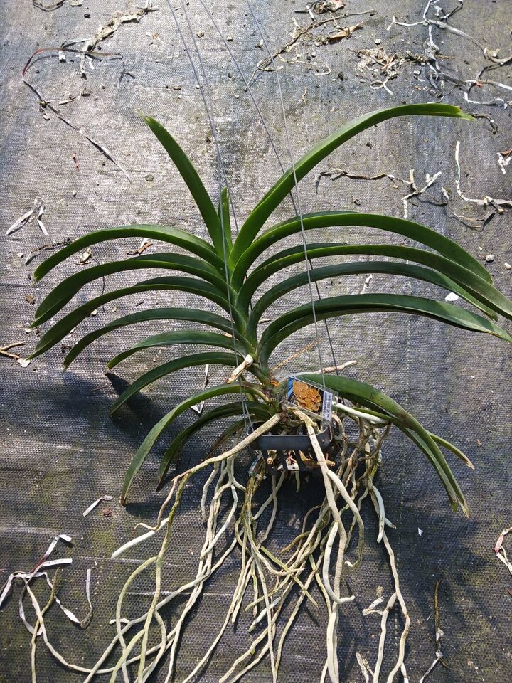 Orchid Vanda Kultana Fragrance x denisoniana