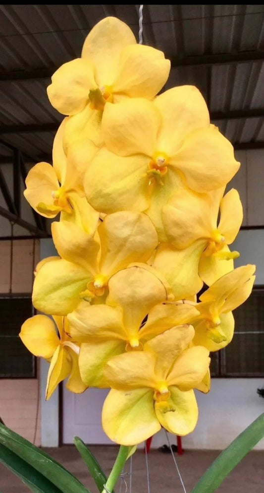 Orchid Vanda  Viboon Yellow