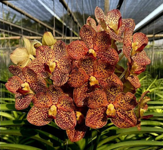 Vanda Pud Tan x Yip Sum Wah
