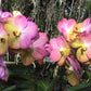 Orchid Vanda Yellow Butterfly Mad Happenings Special Plant