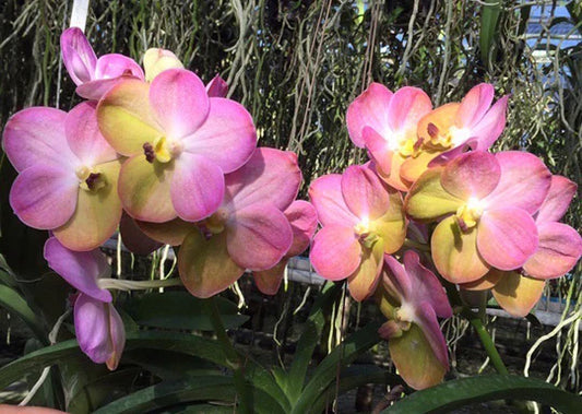 Orchid Vanda Yellow Butterfly Mad Happenings Special Plant