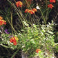 Orchid Epidendrum radicans Tropical Plant rooted divisions