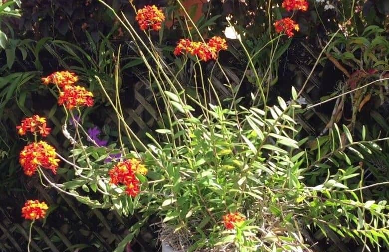 Orchid Epidendrum radicans Tropical Plant rooted divisions