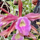 Cattleya RLC Helen in 4 inch pot Bulk Wholesale Pack