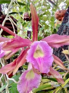 Cattleya RLC Helen in 4 inch pot Bulk Wholesale Pack