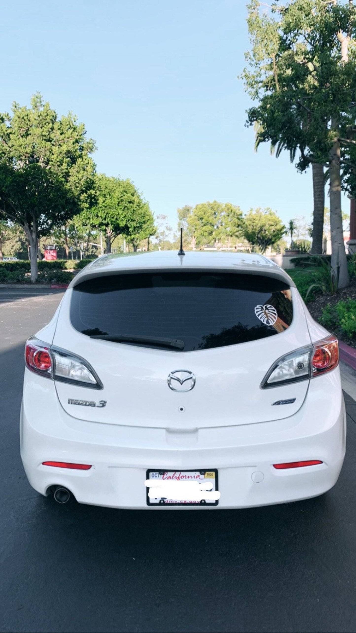 Mature Monstera Deliciosa Decal Stickers