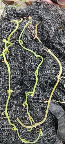 Orchid Vanilla poitaei leafless type Caribbean Topical Plants