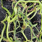 Orchid Vanilla poitaei leafless type Caribbean Topical Plants