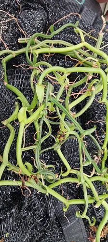 Orchid Vanilla poitaei leafless type Caribbean Topical Plants