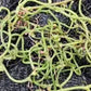 Orchid Vanilla poitaei leafless type Caribbean Topical Plants