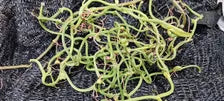 Orchid Vanilla poitaei leafless type Caribbean Topical Plants