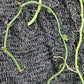 Orchid Vanilla poitaei leafless type Caribbean Topical Plants