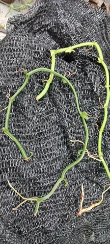Orchid Vanilla poitaei leafless type Caribbean Topical Plants