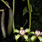 Orchid Vanilla poitaei leafless type Caribbean Topical Plants