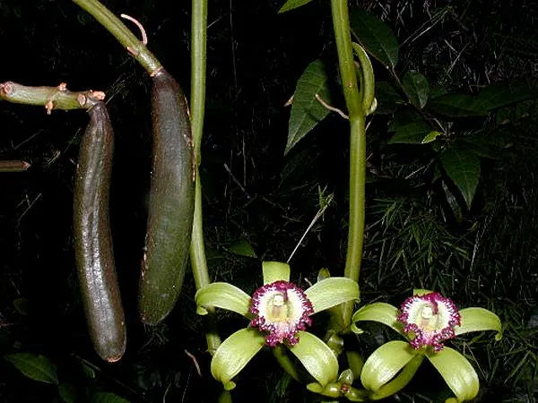 Orchid Vanilla poitaei leafless type Caribbean Topical Plants