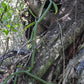 Orchid Vanilla poitaei leafless type Caribbean Topical Plants