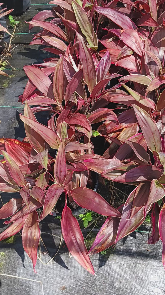 Ti Plant Cordyline fruticosa Golden Edge Red Sister Bulk Wholesale