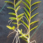 Orchid Epidendrum radicans Tropical Plant rooted divisions