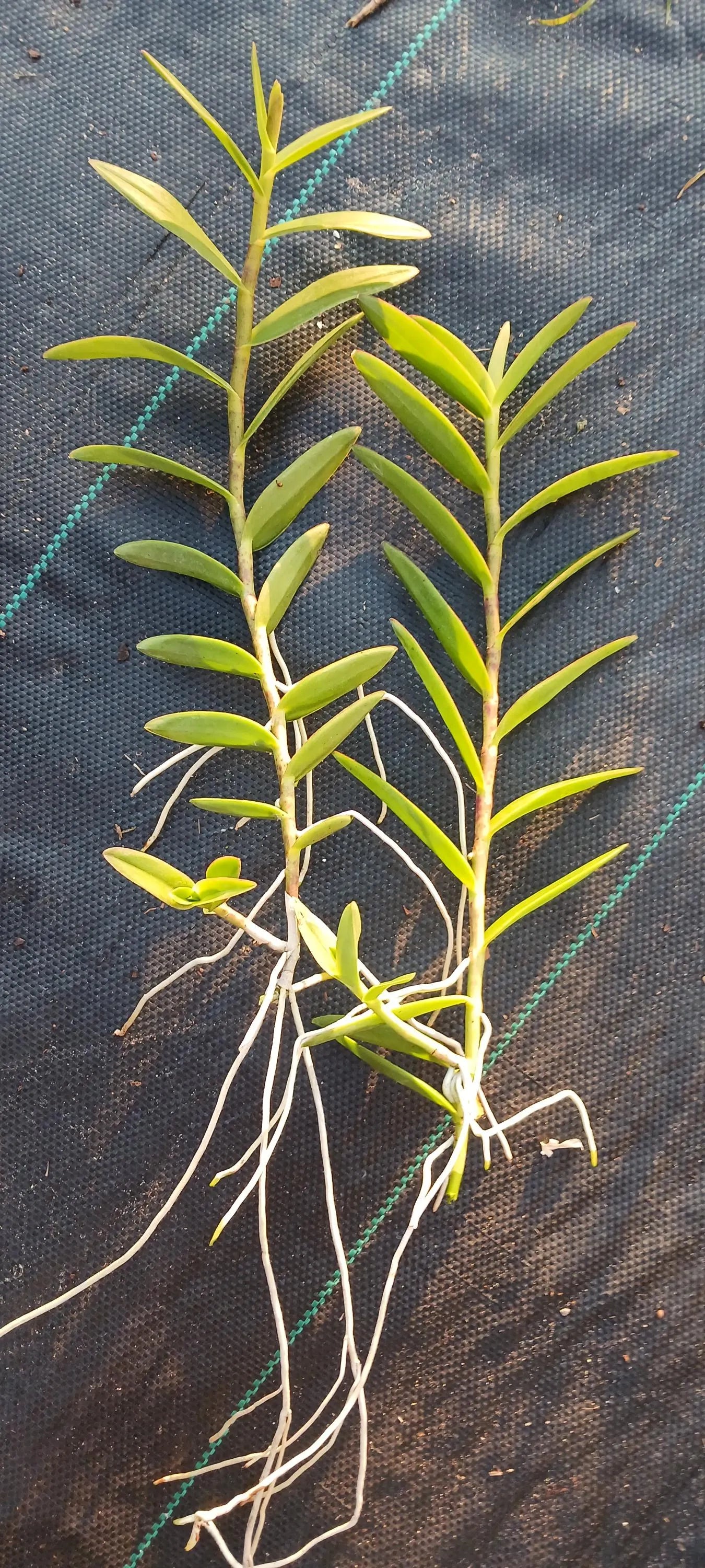 Orchid Epidendrum radicans Tropical Plant rooted divisions
